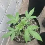 Fastbuds photoperoid mix pack scrog