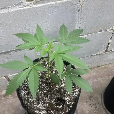 Fastbuds photoperoid mix pack scrog