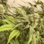 Fastbuds photoperoid mix pack scrog