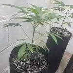 Fastbuds photoperoid mix pack scrog