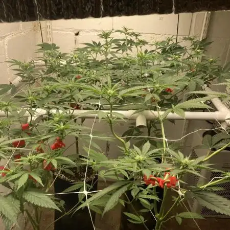 Fastbuds photoperoid mix pack scrog