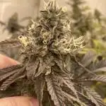 Fastbuds photoperoid mix pack scrog