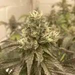 Fastbuds photoperoid mix pack scrog