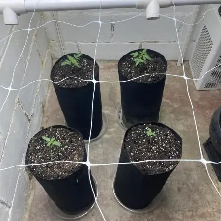 Fastbuds photoperoid mix pack scrog