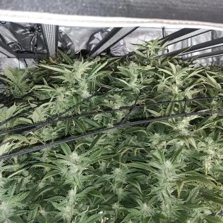 Bruce Banner #3 – DWC SCROG