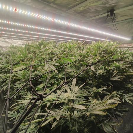 Bruce Banner #3 – DWC SCROG