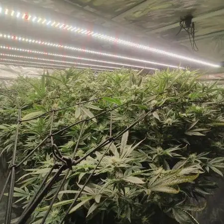 Bruce Banner #3 – DWC SCROG