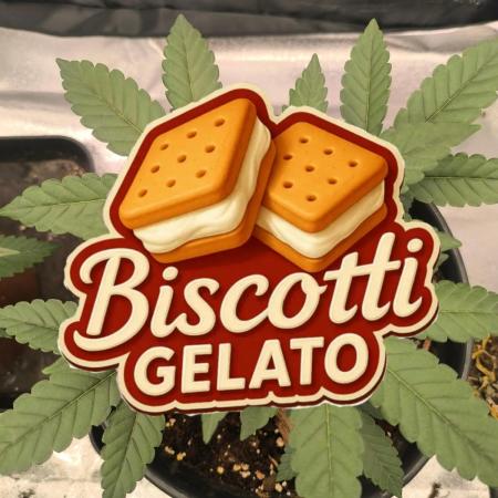 Biscotti gelato fast buds Sponsoring