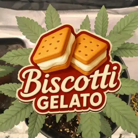 Biscotti gelato fast buds Sponsoring