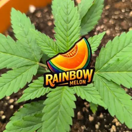 Rainbow melon fast buds