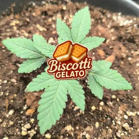 Biscotti gelato fast buds Sponsoring