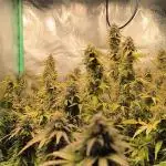Black Toffee Green House seeds