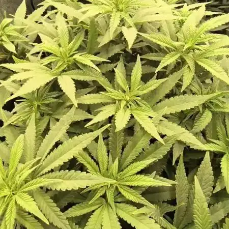 Fat bastard seeds66