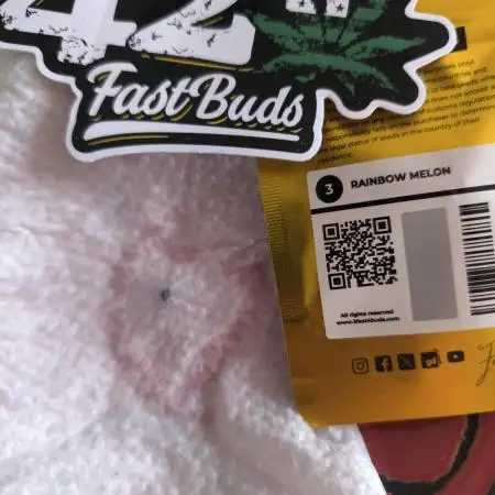 Rainbow melon fast buds