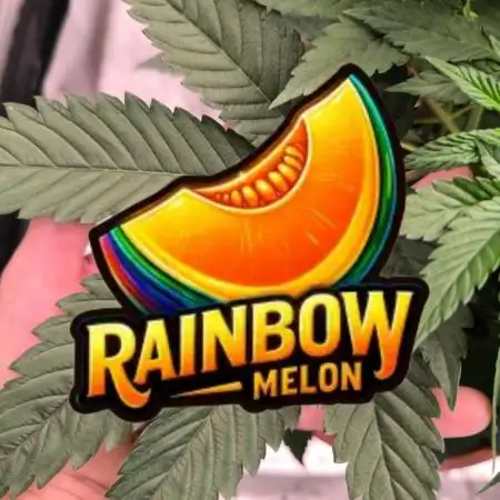 Rainbow melon fast buds