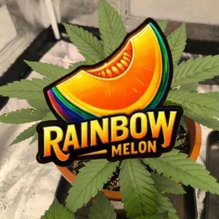 Rainbow melon fast buds