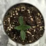 Rainbow melon fast buds