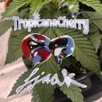 Tropicana Cherry Barney farm