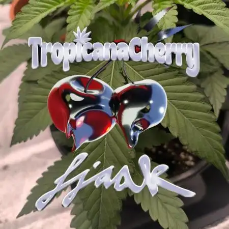 Tropicana Cherry Barney farm
