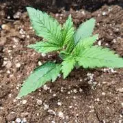 Gorilla Cookies Auto High Life Garden