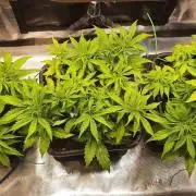 Gorilla Cookies Auto High Life Garden