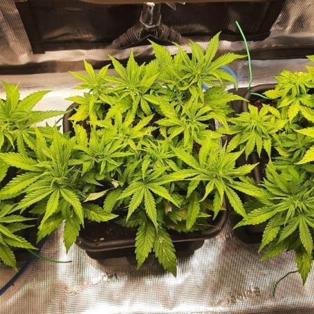 Gorilla Cookies Auto High Life Garden