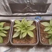 Gorilla Cookies Auto High Life Garden