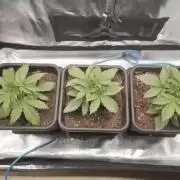 Gorilla Cookies Auto High Life Garden