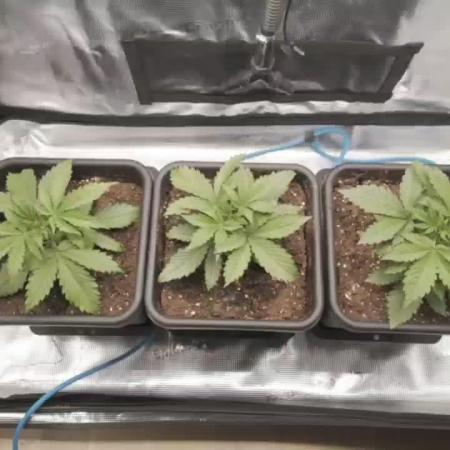 Gorilla Cookies Auto High Life Garden