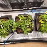 Gorilla Cookies Auto High Life Garden