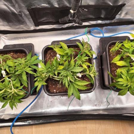 Gorilla Cookies Auto High Life Garden