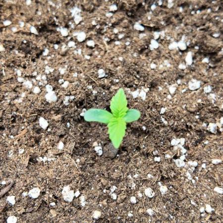 Gorilla Cookies Auto High Life Garden