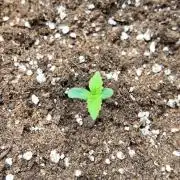 Gorilla Cookies Auto High Life Garden