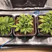 Gorilla Cookies Auto High Life Garden