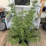 Tropic OZZ x Yellow Melon (Ozz)