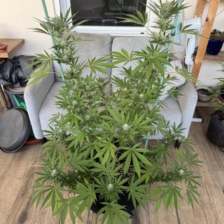Tropic OZZ x Yellow Melon (Ozz)