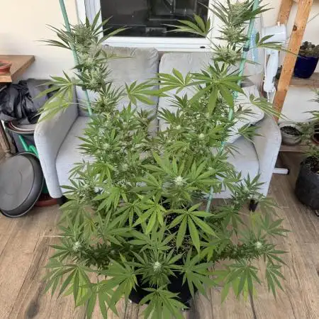 Tropic OZZ x Yellow Melon (Ozz)