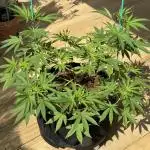 Tropic OZZ x Yellow Melon (Ozz)