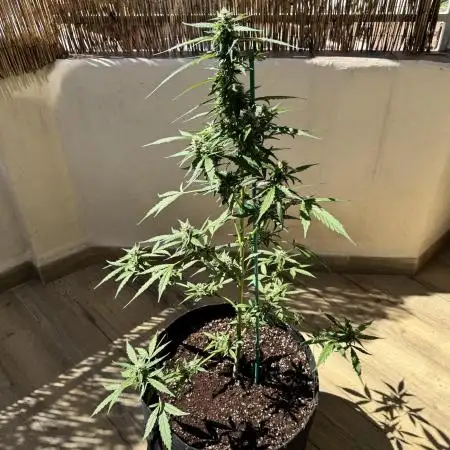 Gorilla 4 Fast (Peppino)