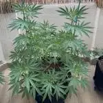 Tropic OZZ x Yellow Melon (Ozz)
