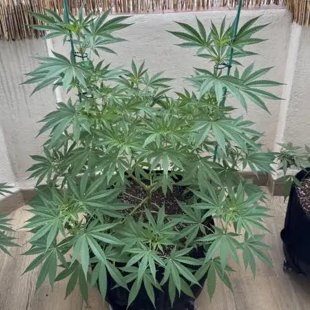 Tropic OZZ x Yellow Melon (Ozz)
