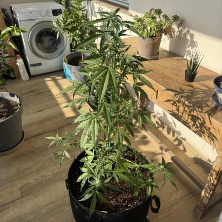 Gorilla 4 Fast (Peppino)