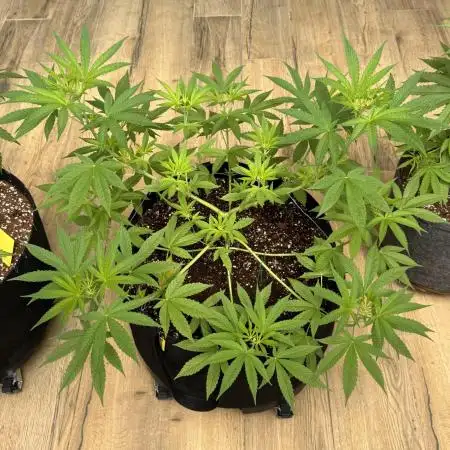 Tropic OZZ x Yellow Melon (Ozz)