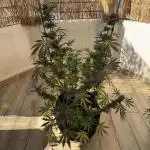 Tropic OZZ x Yellow Melon (Ozz)