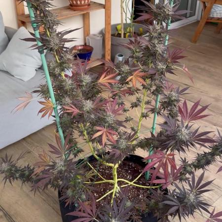 Tropic OZZ x Yellow Melon (Ozz)