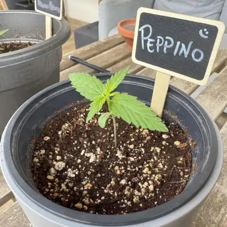 Gorilla 4 Fast (Peppino)