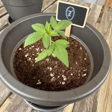 Tropic OZZ x Yellow Melon (Ozz)