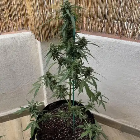 Gorilla 4 Fast (Peppino)