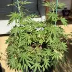 Tropic OZZ x Yellow Melon (Ozz)