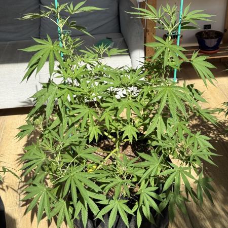 Tropic OZZ x Yellow Melon (Ozz)